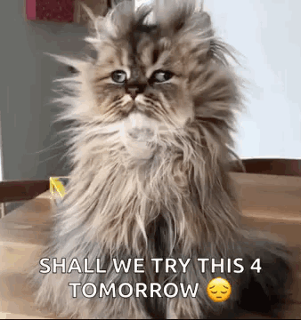 Good Morning Funny Animals GIF