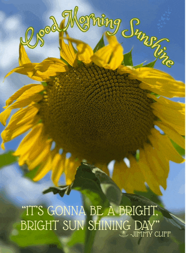 Good Morning Good Morning Flowers Meme