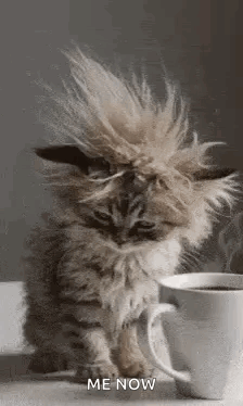 Good Morning Goodmorning GIF