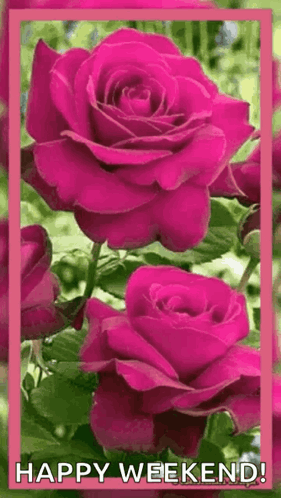 Good Morning Great Day GIF. This 281 x 498 animated GIF is part of our happy weekend collection. Related themes include good morning. Created by…