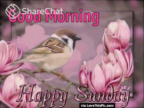 Good Morning Happy Sunday GIF
