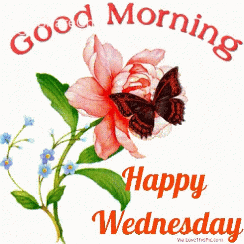 Good Morning Happy Wednesday GIF. This 498 x 498 animated GIF is part of our guten morgen mittwoch collection. Related themes include good morning, happy…