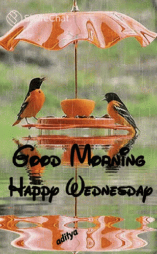Good Morning Happy Wednesday GIF. This 308 x 498 animated GIF is part of our guten morgen mittwoch collection. Related themes include bird, good morning…