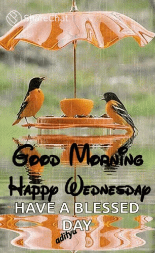Good Morning Happy Wednesday GIF. This 306 x 498 animated GIF is part of our guten morgen am mittwoch collection. Related themes include bird, good morning…
