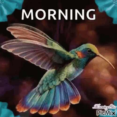 Good Morning Humming Bird GIF