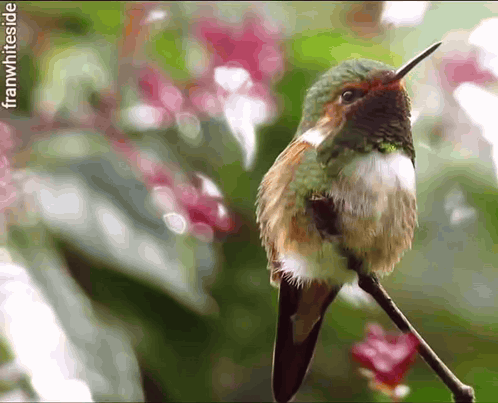 Good Morning Hummingbird At Rest GIF