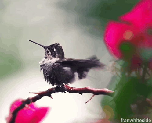 Good Morning Hummingbird Fluttering GIF