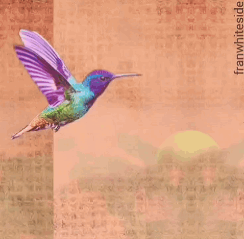Good Morning Hummingbird On Canvas GIF
