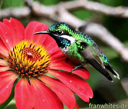Good Morning Hummingbird On Red Flower GIF