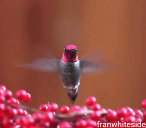 Good Morning Hummingbird With Fruit GIF