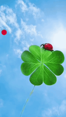 Good Morning Images New 2023 Ladybug GIF