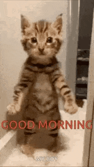 Good Morning Images GIF