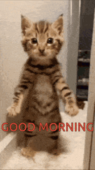 Good Morning Images GIF