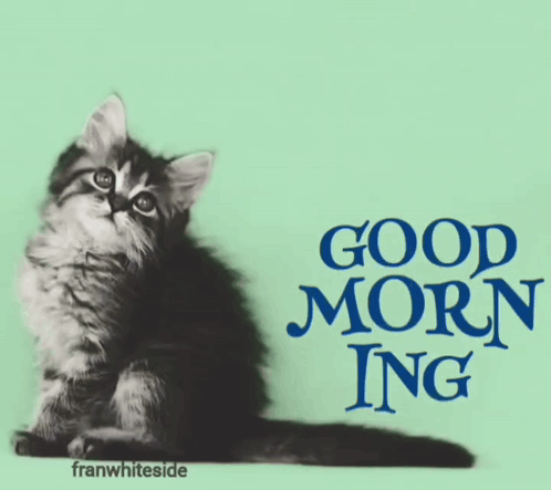 Good Morning Kitten With Bubbles GIF