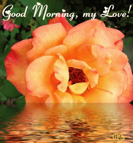Good Morning GIF