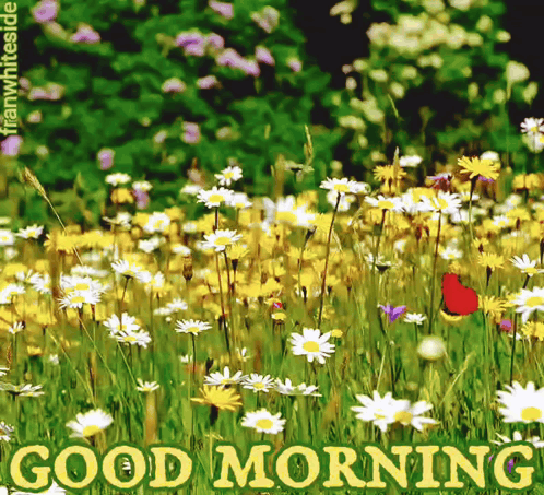 Good Morning Meadow Of Daisies GIF