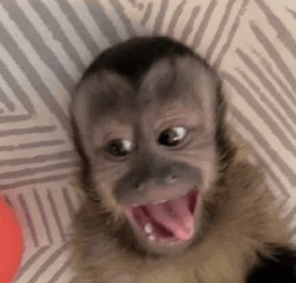 Good Morning Monkey Meme