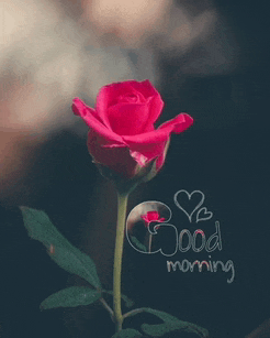 Good Morning My Love Good Morning Love Meme
