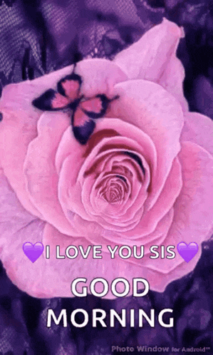 Good Morning Pink Rose GIF