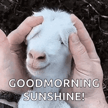 Good Morning GIF