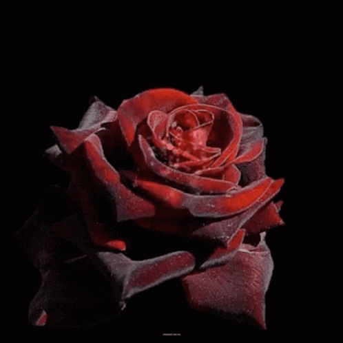 Good Morning Rose GIF
