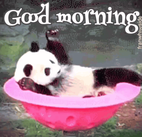 Good Morning Spinning Panda GIF