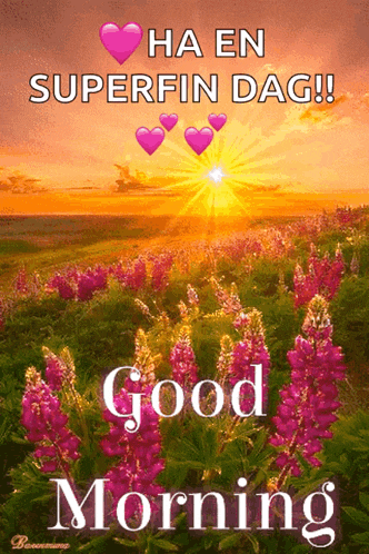 Good Morning GIF