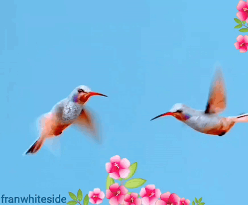 Good Morning Two Hummingbirds GIF