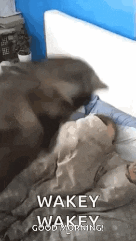 Good Morning Wake Up GIF