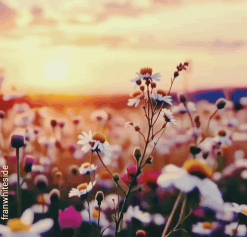 Good Morning Wildflowers GIF