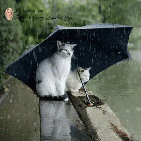 Good Morning GIF