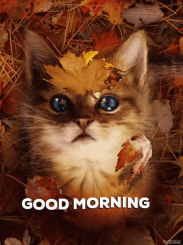 Good Morning Xxx GIF. This 373 x 498 animated GIF is part of our guten morgen am mittwoch collection. Created by jules1234. View the original animation…