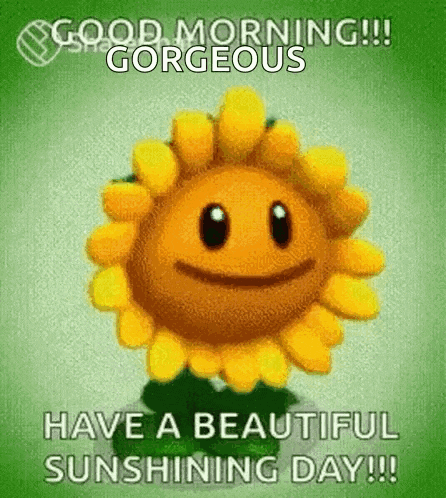 Good Morning GIF