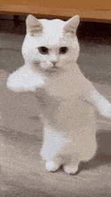 Good Morning GIF