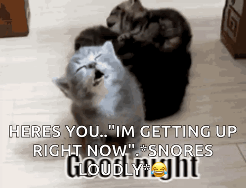 Good Night Cat Gif GIF. This 498 x 380 animated GIF is part of our lustige freitags bilder collection. Created by sunflwrchik11. View the original…