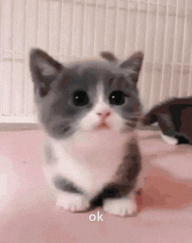 Good Night Cat GIF