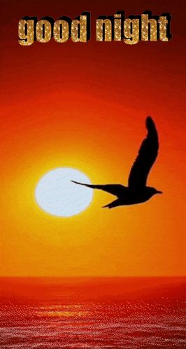 Good Night Gif GIF