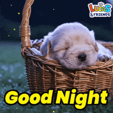 Good Night Goodnight GIF