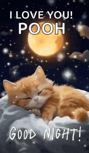 Good Night Images New 2023 Cute Cat GIF