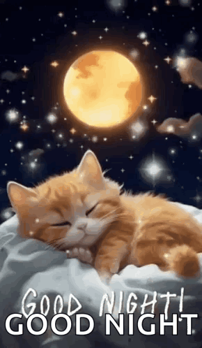 Good Night Images New 2023 Cute Cat GIF