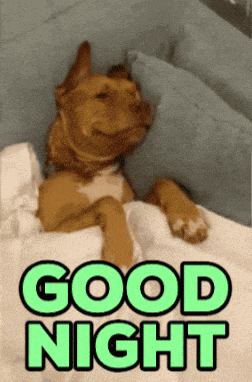 Good Night Pet GIF