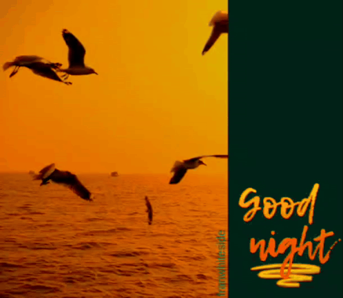 Good Night Seagulls GIF. This 498 x 433 animated GIF is part of our immagini buona serata collection. Related themes include good night, ocean, sunset…