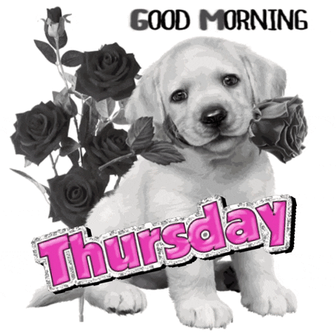 Good Thursday Morning GIF. This 480 x 478 animated GIF is part of our guten morgen donnerstag collection. Created by SouthBronxNative. View the original…
