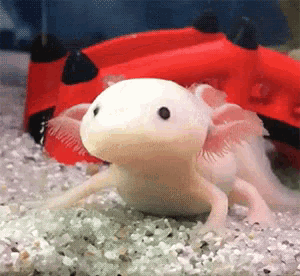 Good Try GIF