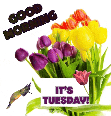 Good Tuesday Morning GIF