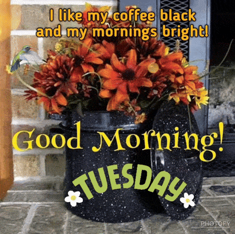 Good Tuesday Morning GIF