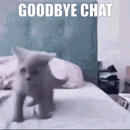 Goodbye Chat Cat GIF