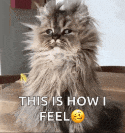 Goodmorning Funnyanimals GIF
