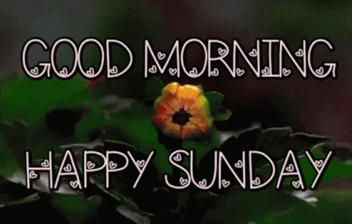 Goodmorning Happy GIF. This 498 x 317 animated GIF is part of our guten morgen sonntag collection. Related themes include good, happy, morning. Created by…
