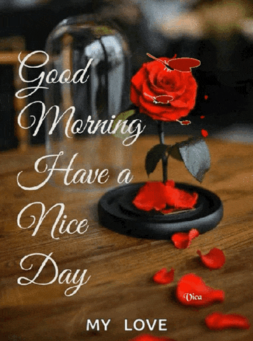Goodmorning Haveaniceday GIF